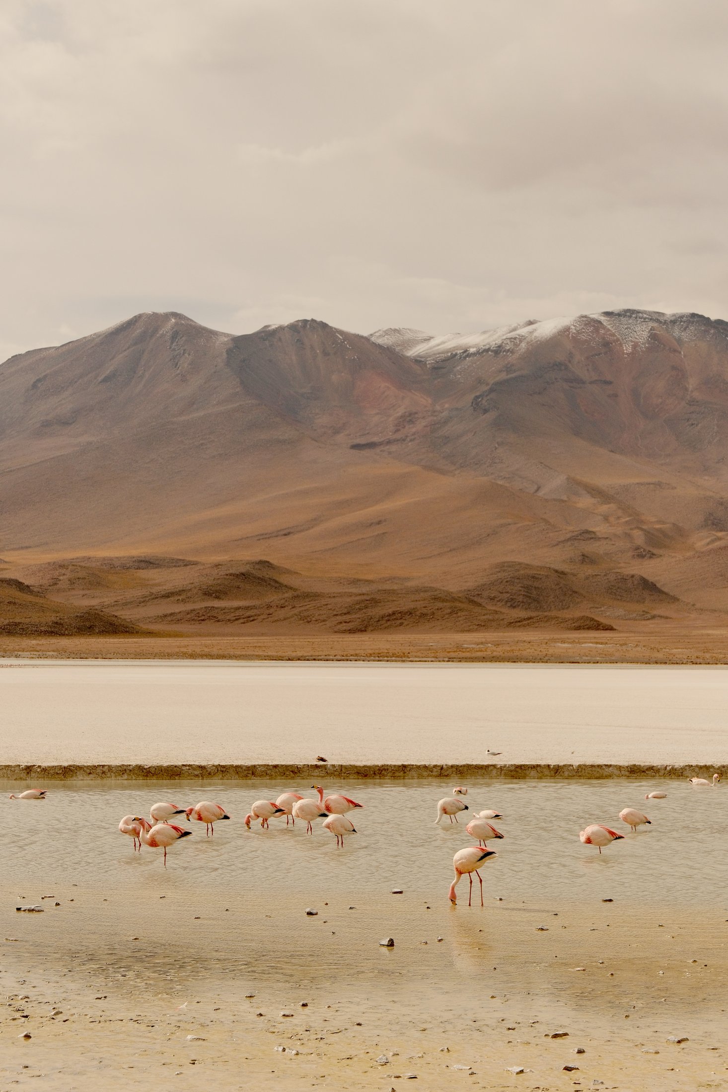 Three flamingo species share the shallows of Laguna Colorada