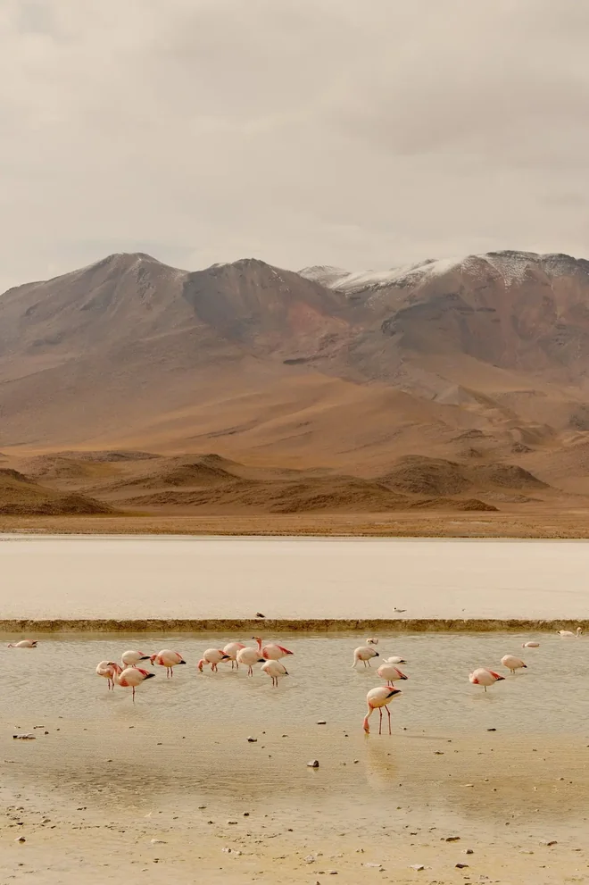 Three flamingo species share the shallows of Laguna Colorada