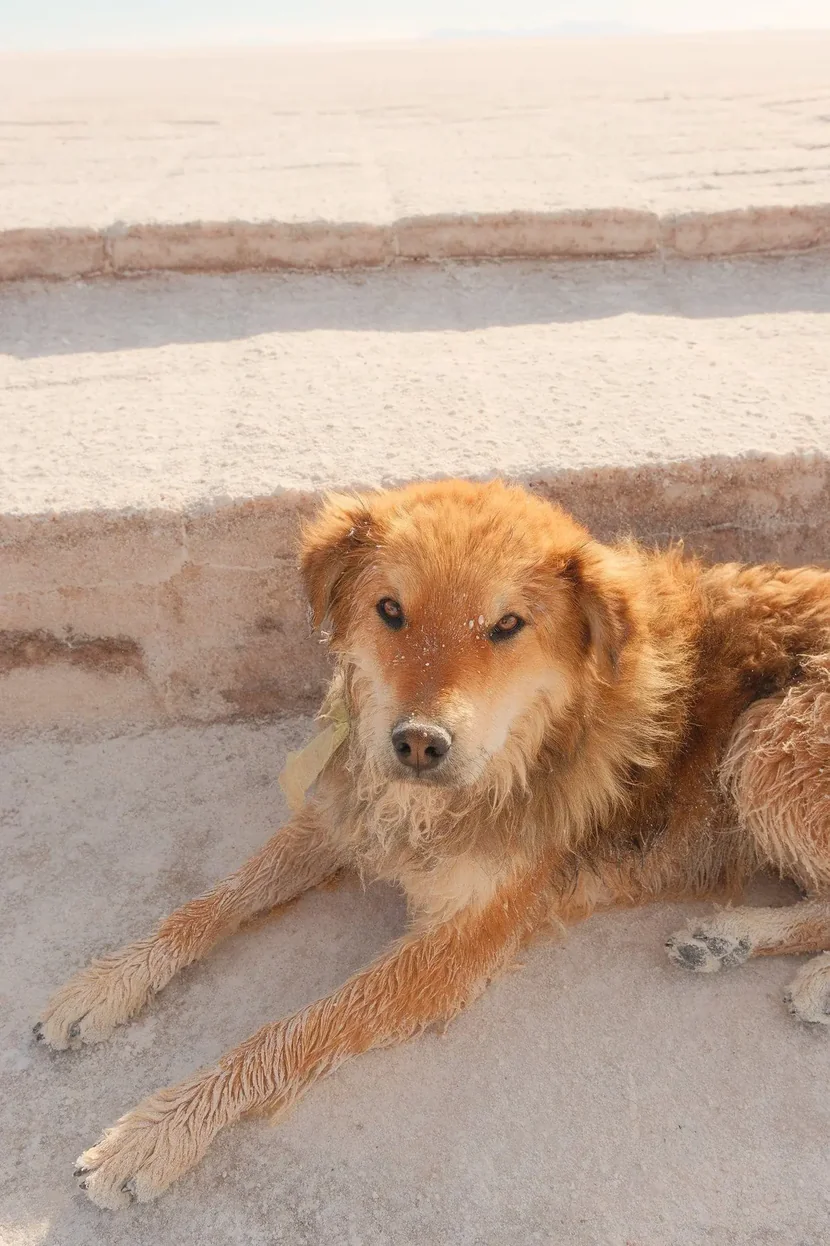A small dog sitting alone on the Staircase to Heaven sculpture in the middle of the Salar de Uyuni