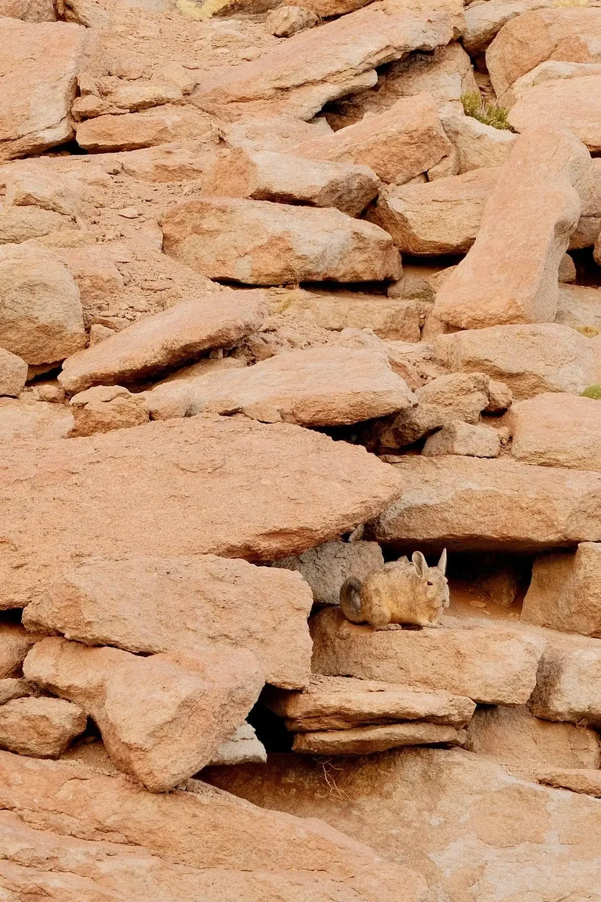 A viscacha on the rocks above camp