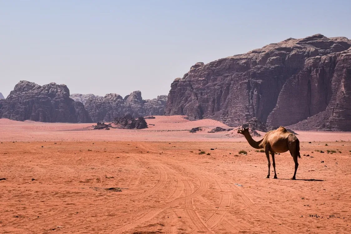 Camel standing on the red sand of Wadi Rum in front of towering sandstone cliffs, Jordan