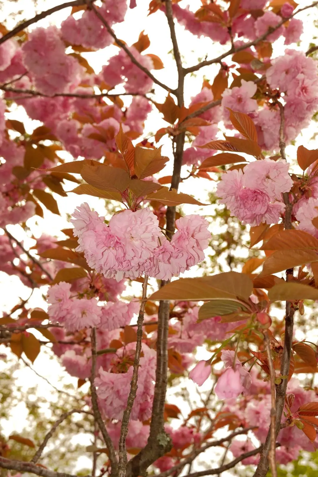 Cherry blossoms in Japan