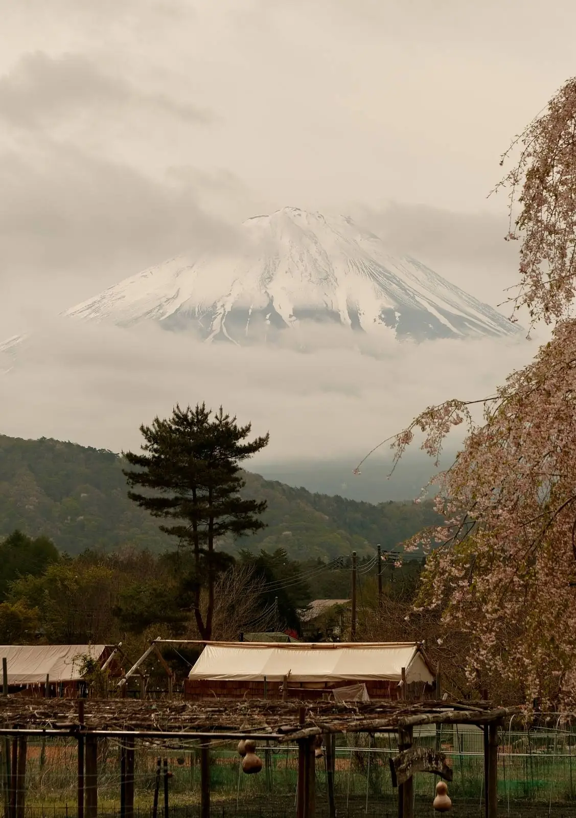 Mt Fuji with cherry blossoms