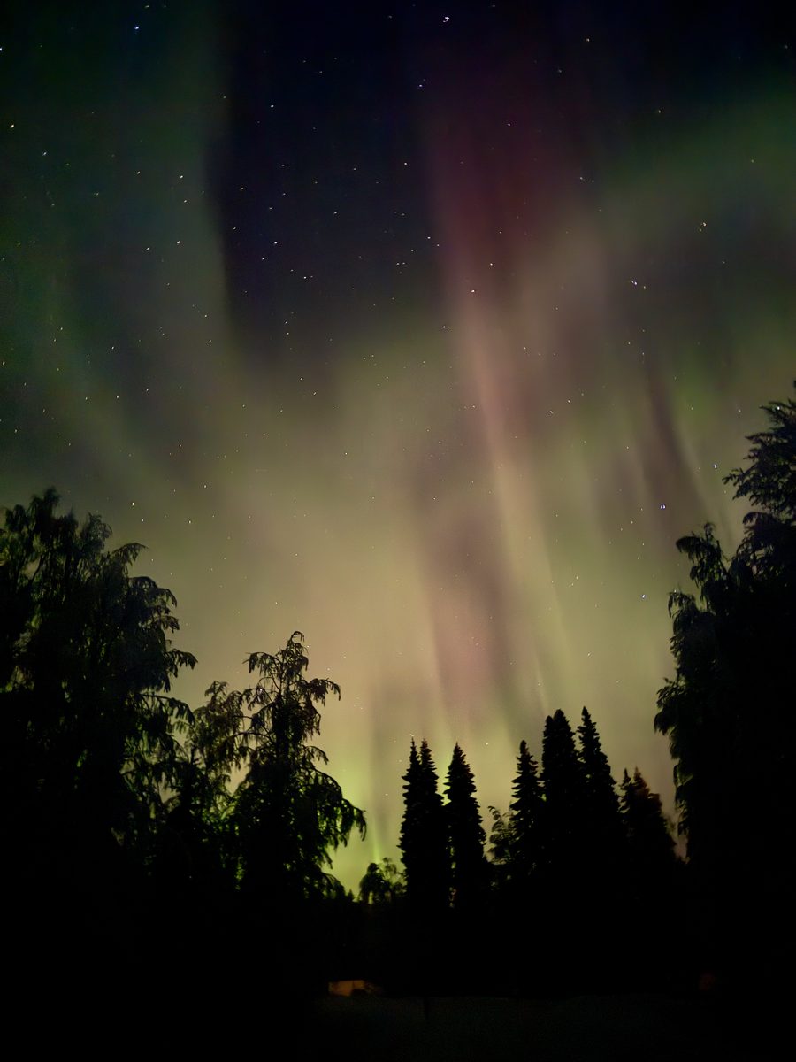 Northern Lights blazing over snow-covered pine trees in Finnish Lapland
