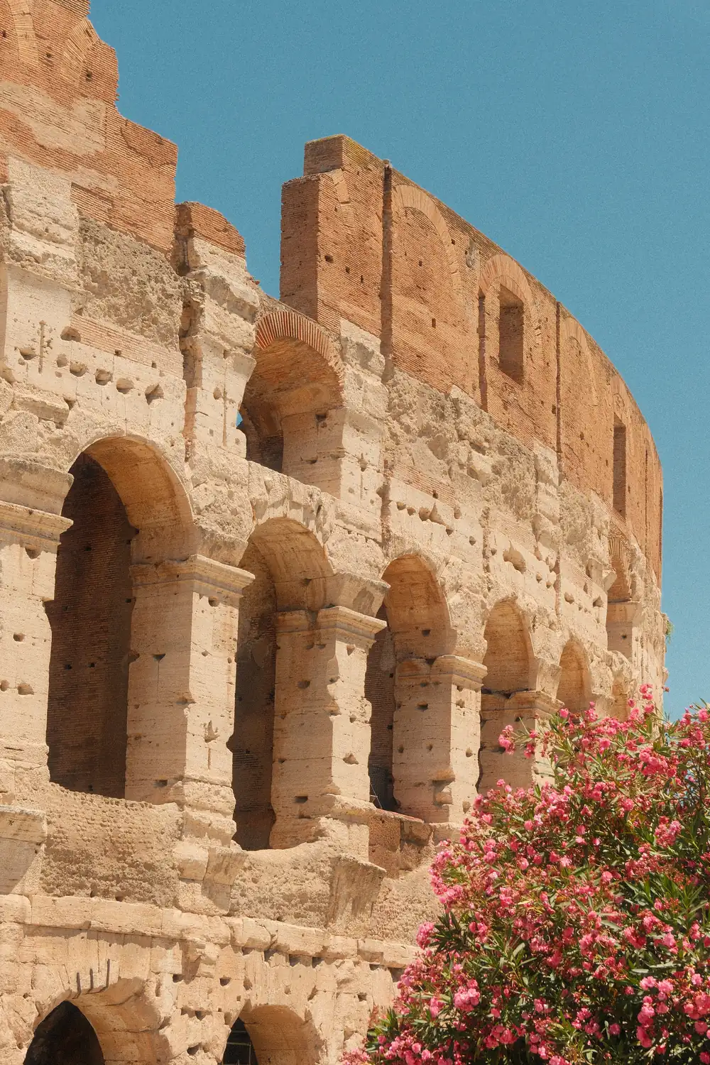 Arches of the Roman Colosseum rising behind a bank of pink oleander blossom