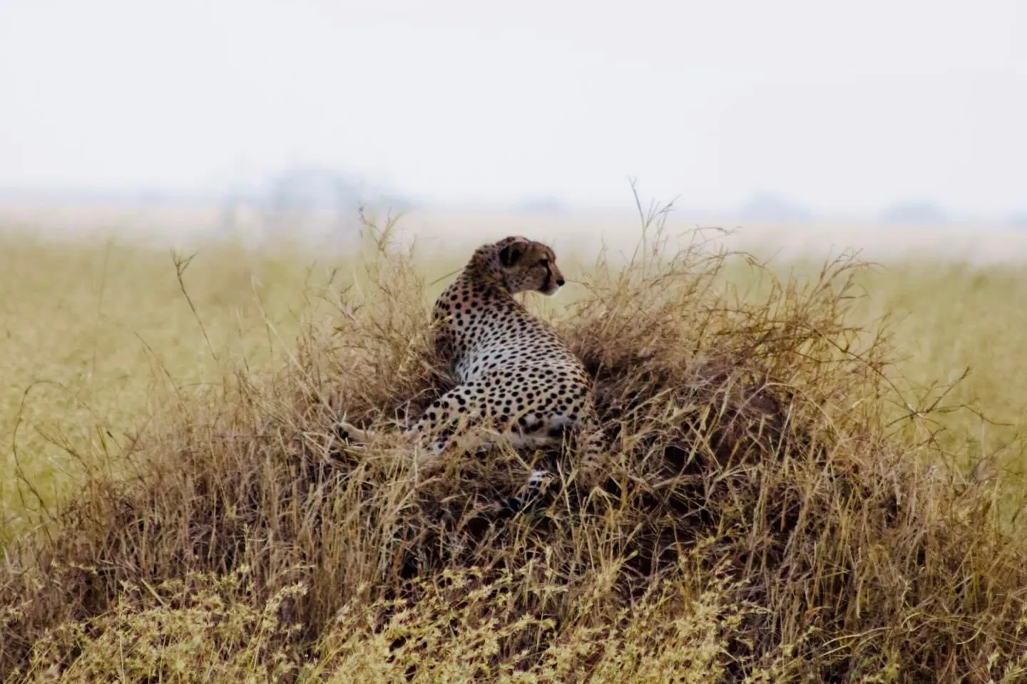 A cheetah resting in the long grass of the Serengeti