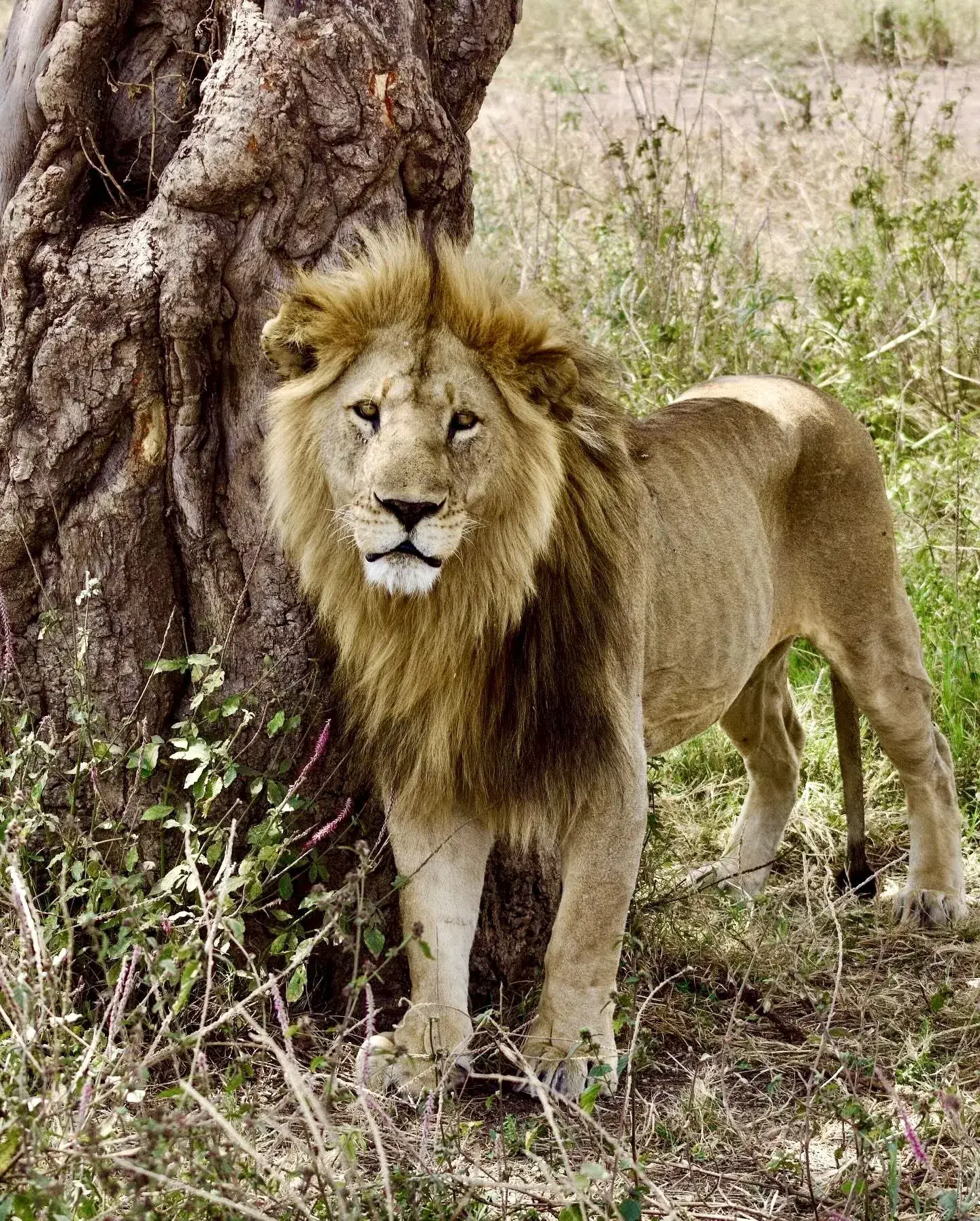 Male lion with a full mane standing beside a tree trunk in the Serengeti