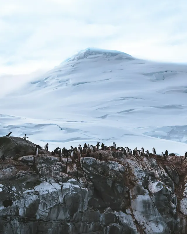 Penguins on rocks below a snowy mountain in Antarctica