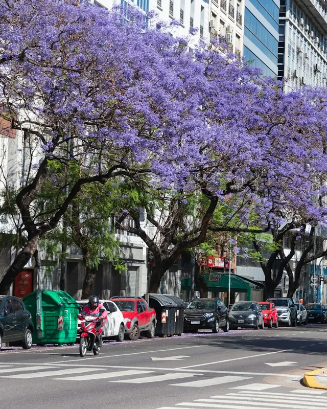 Jacaranda trees in purple bloom along a Buenos Aires street