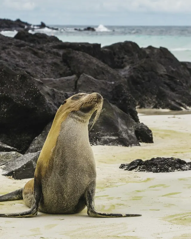 A sea lion on a white sand beach in the Galapagos