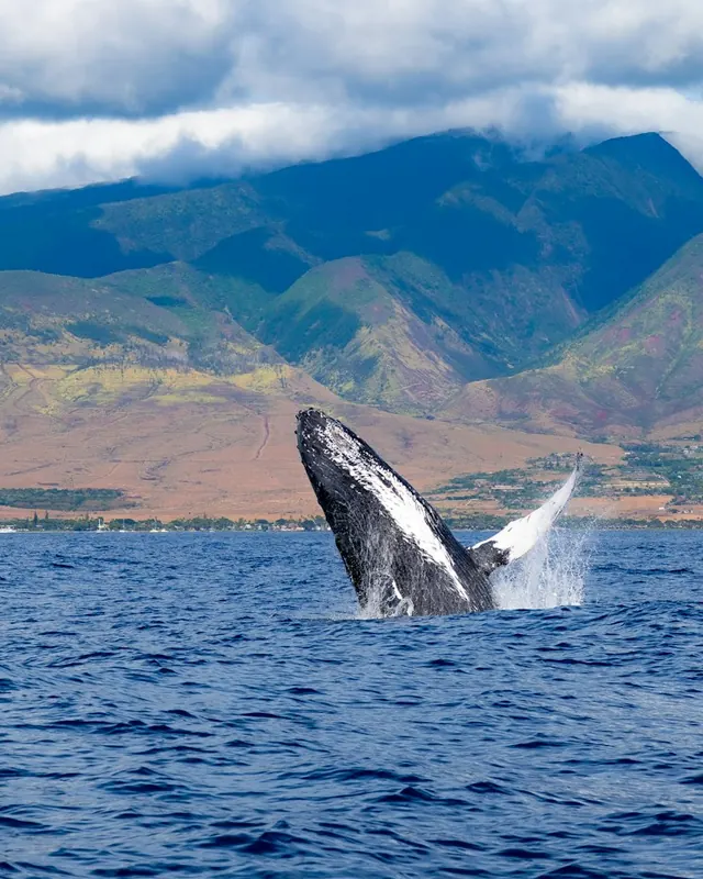 A humpback whale breaching off the coast of West Maui