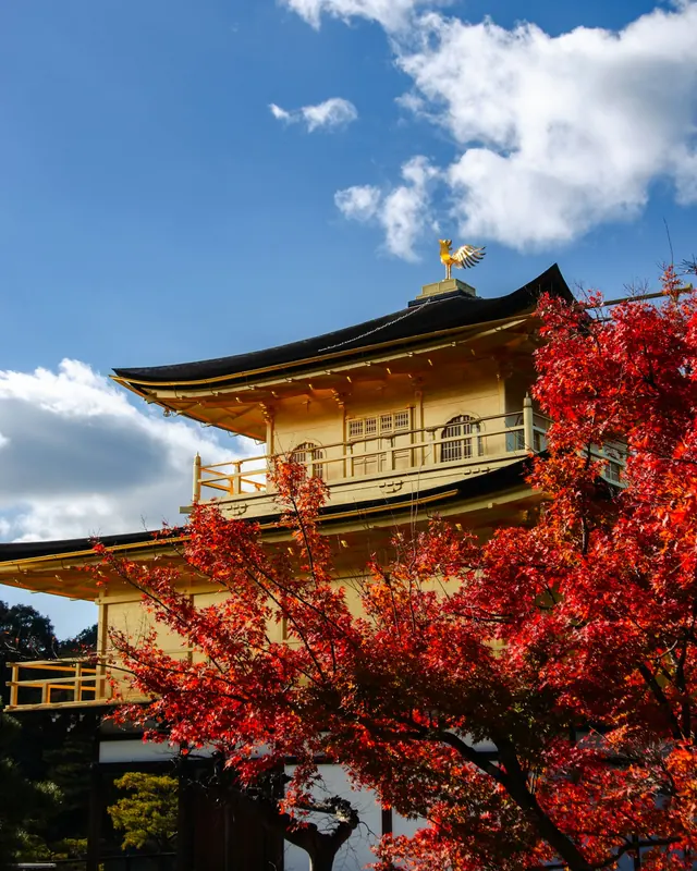 Kinkaku-ji behind red autumn maples in Kyoto