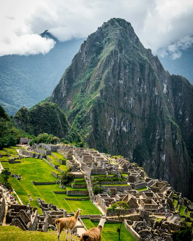 Llamas above the ruins of Machu Picchu