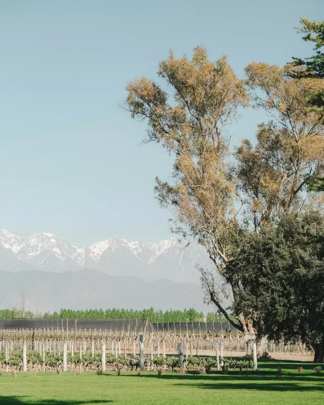 Vineyards below the snowy Andes in Mendoza