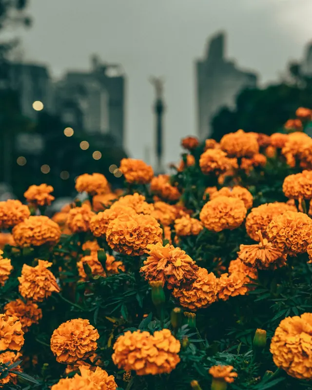 Marigolds for Day of the Dead in Mexico City