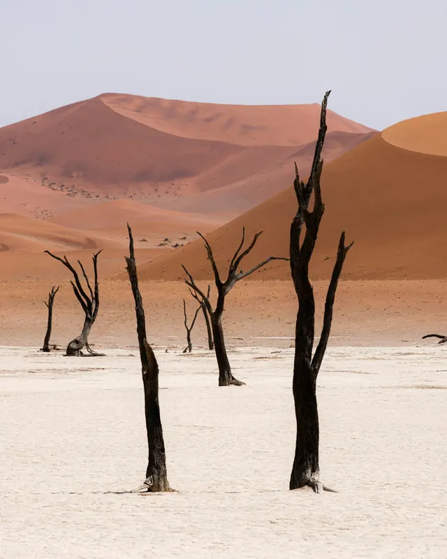 Dead acacia trees in Deadvlei below red dunes in Namibia