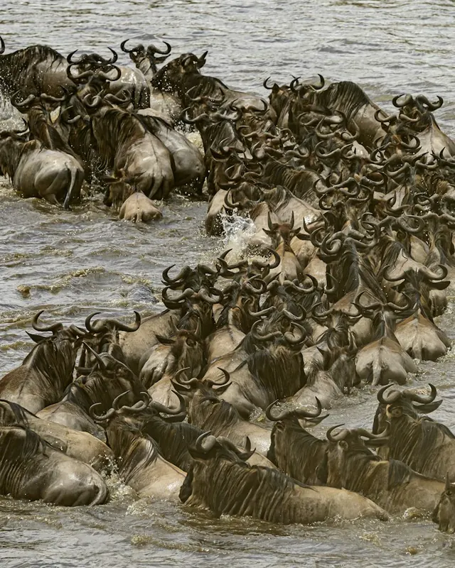 Wildebeest crossing a river during the Great Migration