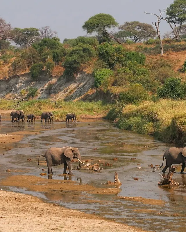 Elephants crossing a river in Tarangire National Park