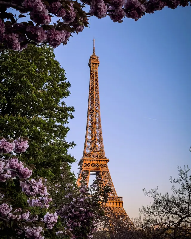 The Eiffel Tower framed by spring blossoms