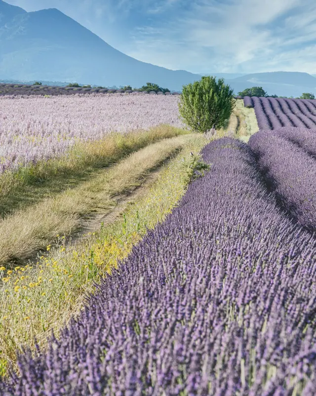 Lavender fields in Valensole, Provence