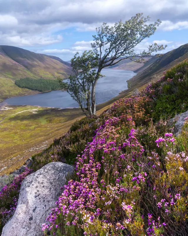 Heather in bloom above Loch Muick in the Scottish Highlands