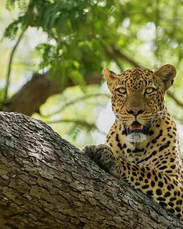 A leopard resting on a branch in South Luangwa