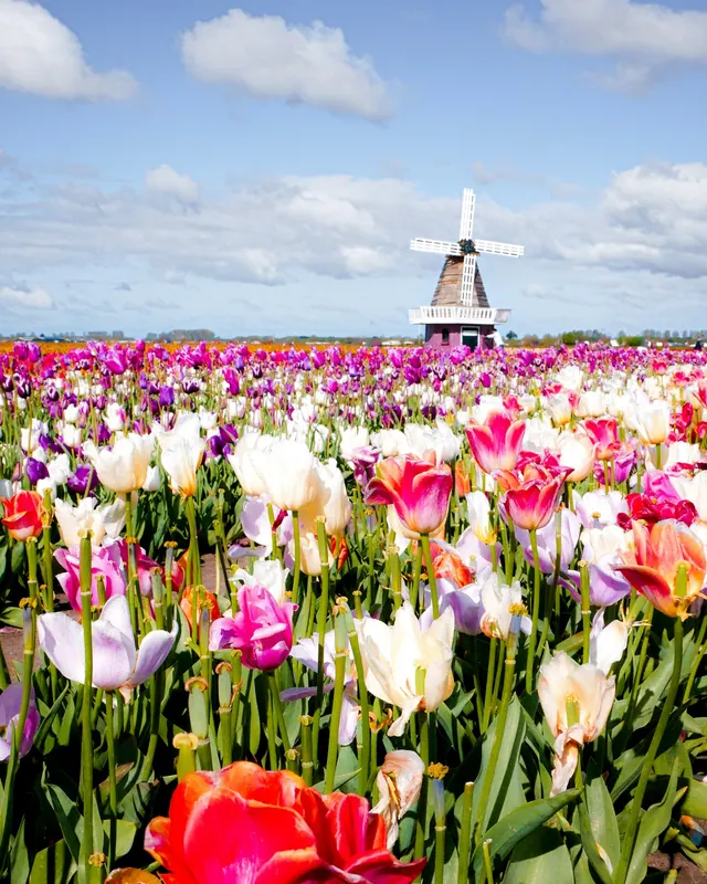 Tulips in bloom with a windmill behind them in the Netherlands