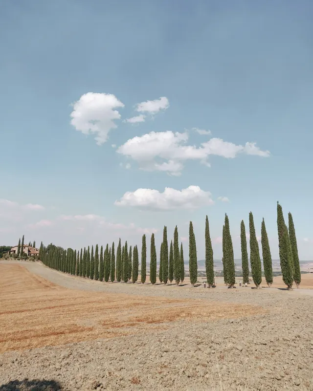 Cypress trees above golden fields in the Val d'Orcia