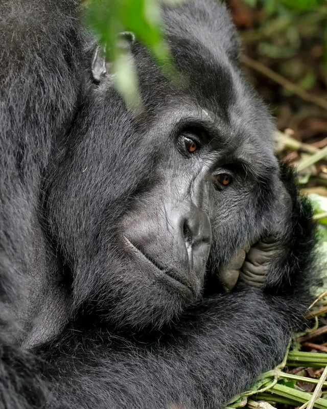 A mountain gorilla resting in Rwanda